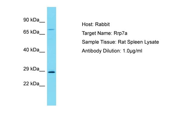 CGI-96 / RRP7A Antibody (C-Terminus)