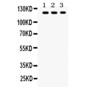 TLR7 / CD287 Antibody (aa1020-1047)