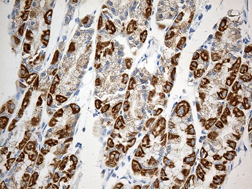 MTX2 Antibody (clone OTI2E9)
