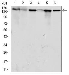 MSH6 Antibody (clone 30)
