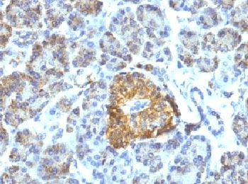 Monoclonal Mouse anti-Human HSPD1 / HSP60 Antibody (clone LK1, Ready-to-Use, IHC, IF, WB)
