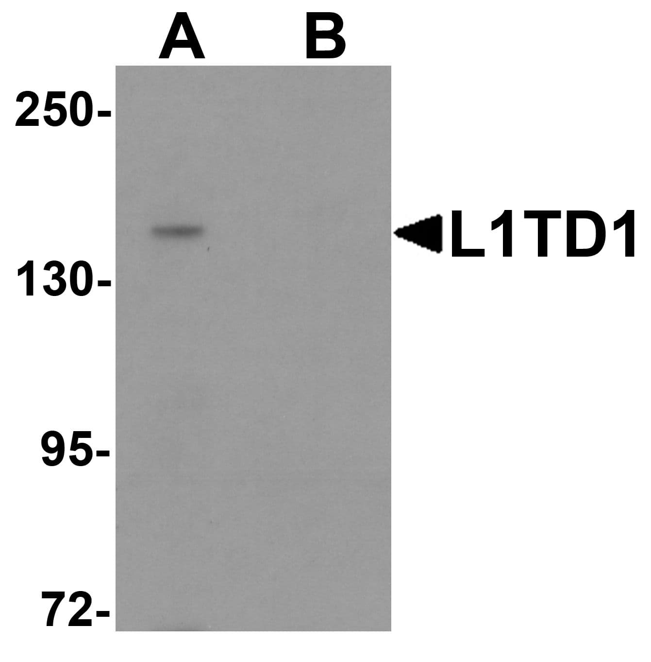 IHC-plus™ L1TD1 Antibody