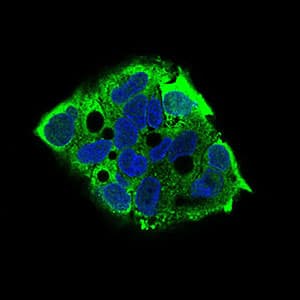 EIF2A / EIF2 Alpha Antibody (aa448-576, clone 3A7A8)
