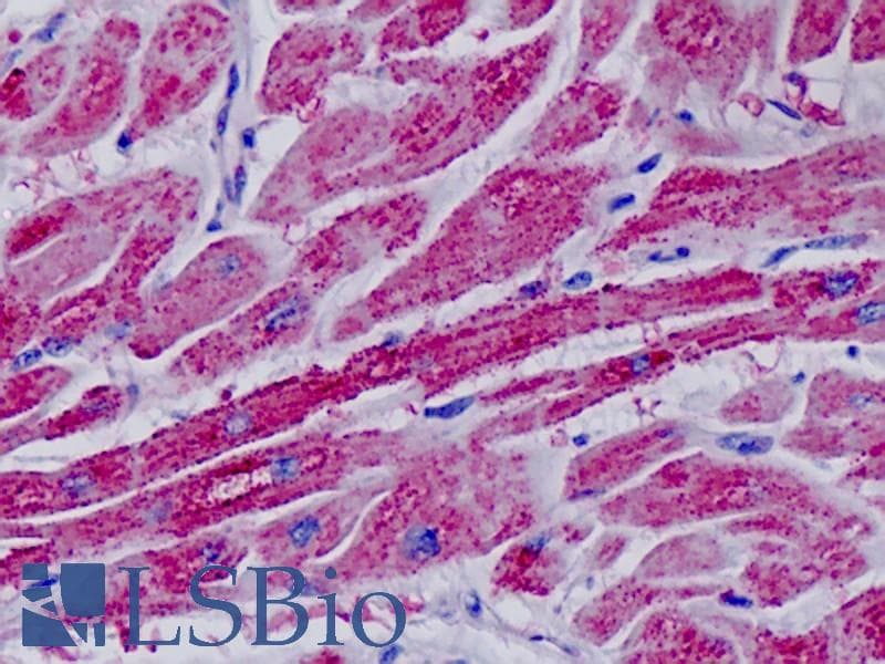 IHC-plus™ CKMT2 Antibody (aa231-280)