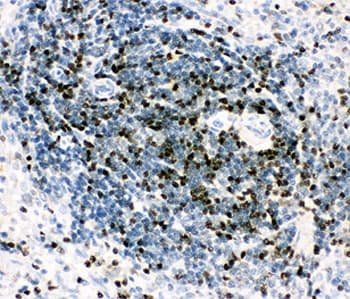 RUNX3 Antibody (aa128-270)