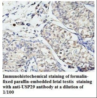 USP29 Antibody (aa15-215)