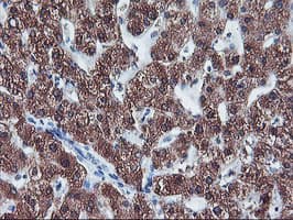 CYP2A6 Antibody (clone OTI1D2)
