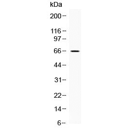 CKAP4 Antibody
