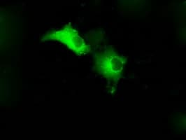 GPI Antibody (clone OTI8G7)