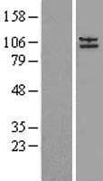 AP2A2 Protein (Over-Expression Lysate Myc-DDK (Flag))