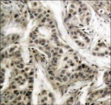 NFKB1 / NF-Kappa-B Antibody