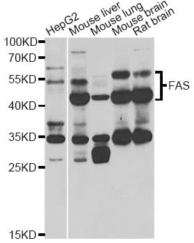 CD95 / FAS Antibody