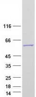 Human ANGEL2 Protein (Recombinant Myc-DDK (Flag))