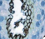 ANPEP / CD13 Antibody (clone 38C12, Ready-to-Use)