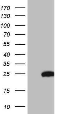 CETN3 Antibody (clone OTI4A10, Carrier-free)