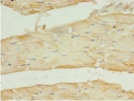 SLC2A4 / GLUT-4 Antibody (aa223-287, FITC)