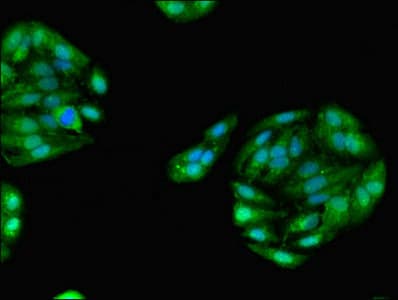 GPD1 Antibody (aa1-349)