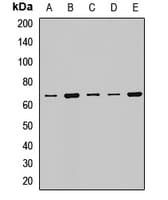 WDR1 Antibody