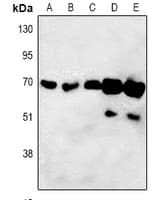 ORC3L / ORC3 Antibody