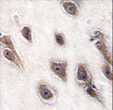 GRB2 Antibody (aa89-118)