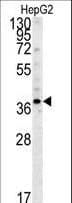 PSMD7 / MOV34 Antibody (aa267-295)