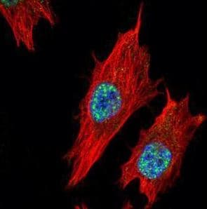 NR4A2 / NURR1 Antibody (aa344-530)