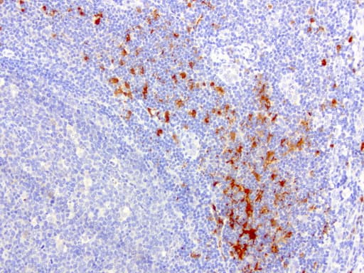 Monoclonal Mouse anti-Human IDO1 / IDO Antibody (clone UMAB126, Carrier-free, IHC, IF, WB)