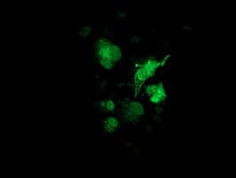 Monoclonal Mouse anti-Human SULT1A1 / Sulfotransferase 1A1 Antibody (clone OTI9B7, IHC, IF, WB)