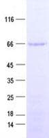 Human UBP1 Protein (Recombinant His, N-Terminal)