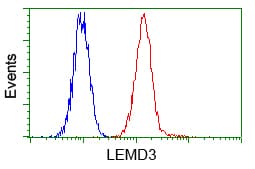 LEMD3 / MAN1 Antibody (clone OTI3H1)