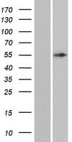 ANKDD1A Protein (Over-Expression Lysate Myc-DDK (Flag))