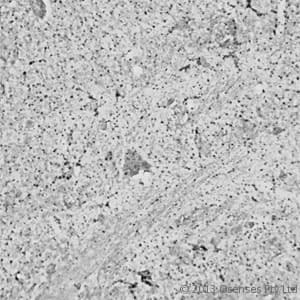 RHOA Antibody (aa100-150)