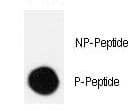 Polyclonal Rabbit anti-Human CRK Antibody (phospho-Ser41)