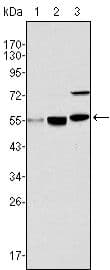 MYST1 Antibody (clone 8C4C4)
