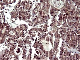 CDC123 Antibody (clone OTI2D4)