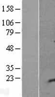 IGIP / C5orf53 Protein (Over-Expression Lysate Myc-DDK (Flag))