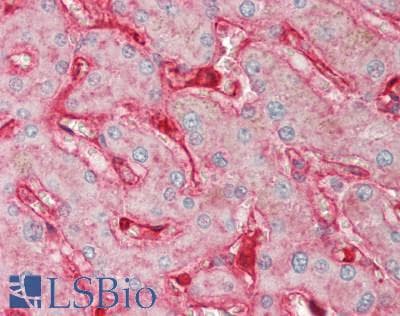 PathPlus™ B2M / Beta 2 Microglobulin Antibody