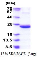 E. coli IDNK Protein (Recombinant His)