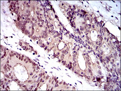 NELFA / WHSC2 Antibody (aa280-511, clone 6B11H8)