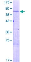 Human ZNF485 Protein (Recombinant GST)