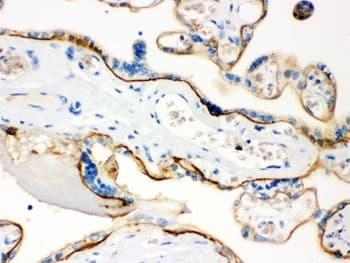 CD55 Antibody
