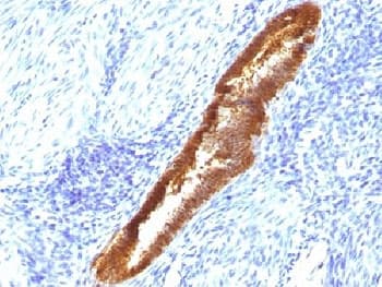 ASRGL1 Antibody (clone CRASH/1289, Azide-free, BSA-free)