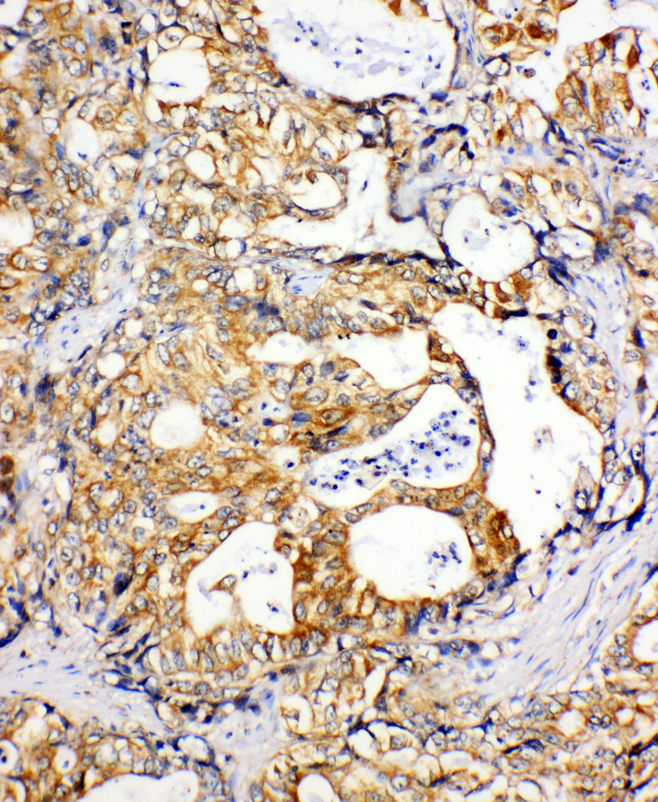 SDHC Antibody (aa35-50)