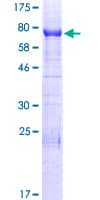 Human INF2 Protein (Recombinant GST)