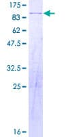 Human NELFA / WHSC2 Protein (Recombinant GST)