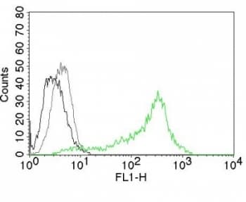 NCL / Nucleolin Antibody (clone 364-5, Ready-to-Use)