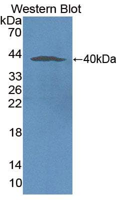 NOX5 Antibody (aa456-765, Biotin)