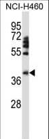 IHC-plus™ FOXD1 Antibody (aa1-30)
