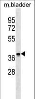 FBXO8 / FBX8 Antibody (aa168-195)