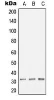 HLA-DOB Antibody (N-Terminus)